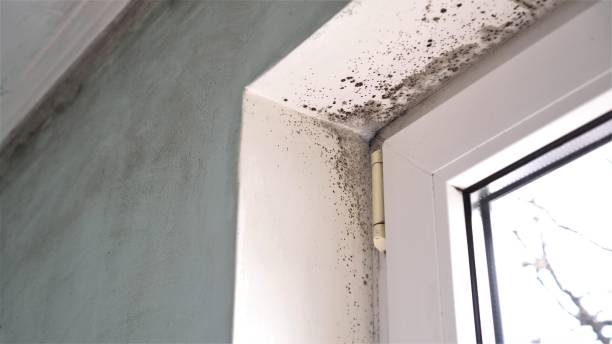 Best Basement Mold Removal  in Ptland, OR