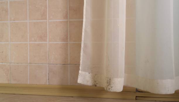 Best Black Mold Removal  in Ptland, OR