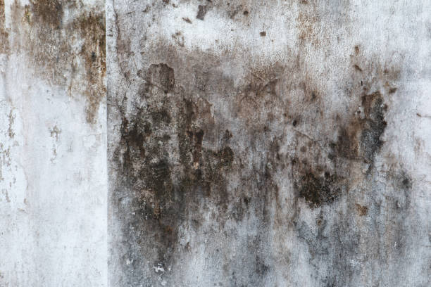 Best Industrial Mold Remediation  in Ptland, OR