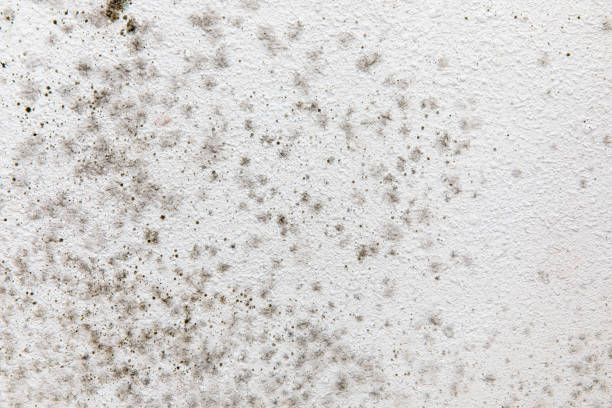 Best Dehumidification Services  in Ptland, OR