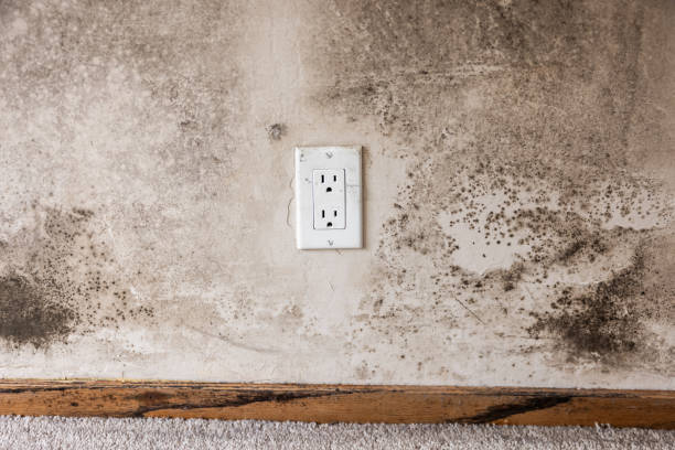 Best Air Quality Testing for Mold Spores  in Ptland, OR